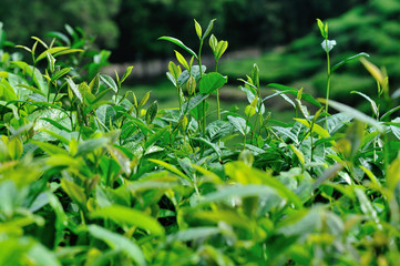 Growing green tea plants in spring mountains