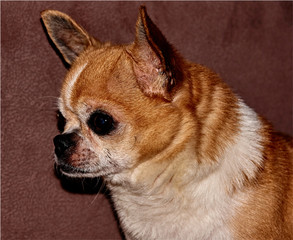 Profile of the dog on a black background. A dog of the Chihuahua breed. Smooth-haired, red. He looks to the left. You can see the head, ears, eyes, mustaches. The mouth is closed. In low key