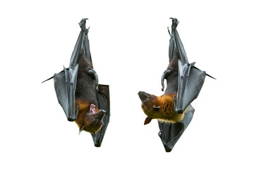 Fototapeta premium Bats hanging isolated on white background