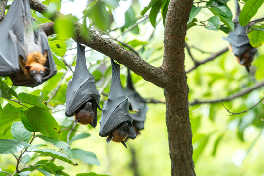 Bats hanging upside down on the tree (Lyle's flying fox)