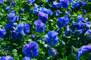 Fototapeta na wymiar Blue Violets On A Meadow. Cropped Shot Of Violets Field. Nature,Flowers Concept.
