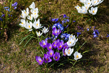 Crocus flowers in spring in Tallinn, Estonia
