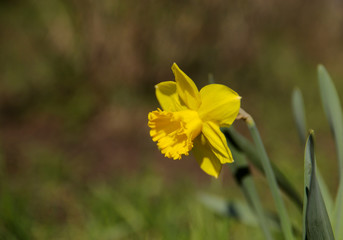 Floral background. One yellow flower of narcissus with green leaves on a flowerbed against a bokeh background. Theme of the spring. Cropped shot, side view, close-up. Nature concept.