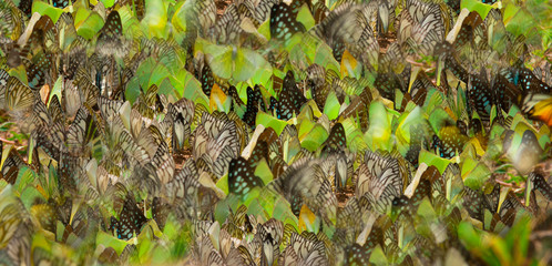 Many beautiful butterfly wings for background