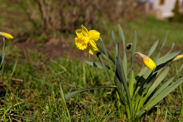 Floral background. One yellow flower of narcissus with green leaves on a flowerbed in the garden. The theme of spring. Cropped shot, side view, close-up. Concept of nature.