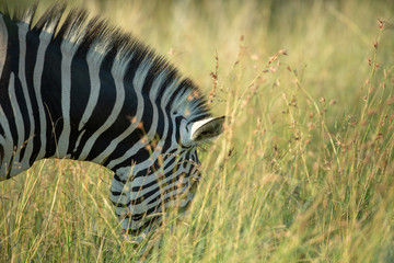 Zebra in the grass with early morning glow.