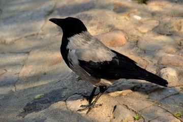 black raven on the stones