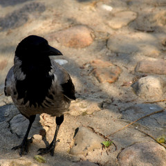 black raven on the stones