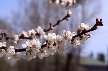 Blossoming tree branch with white flowers against a blue sky and garden. Flower background. Cropped shot, horizontal, nature beauty, nobody, outside, spring theme.