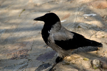 black raven on the stones