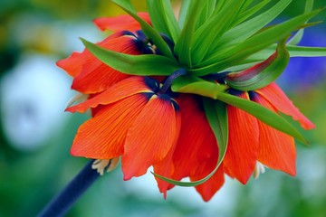 Shiny red kaiser's crown flower (fritillaria imperialis) close up.