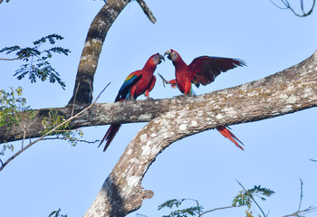 コンゴウインコの熱い求愛行動