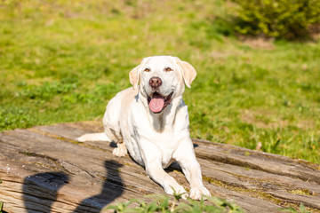 Labrador is lying on wood with grass background