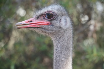 Ostrich portrait