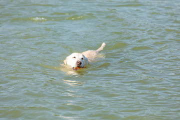 labrador is swimming