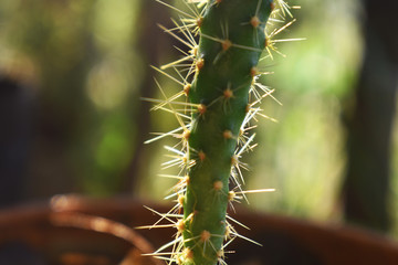 close up of a cactus