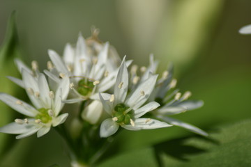 Blühender Bärlauch (Allium ursinum) - Bärlauchblüten