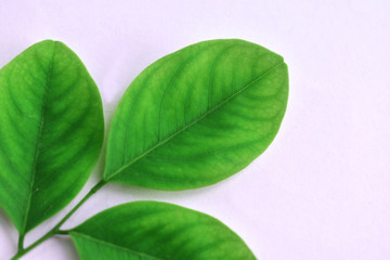 green leaf isolated on white background