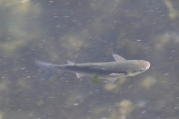 Poisson de mer dans son milieu naturel