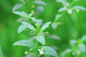 Obraz premium green leaves of a tree