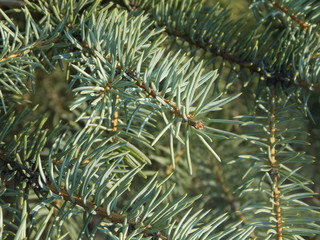 Naklejka na ściany i meble Macro photo of the blue spruce's fir-needles