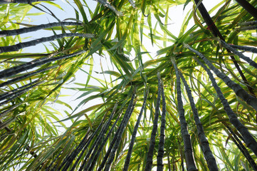 Fototapeta na wymiar sugarcane plants in growth at field