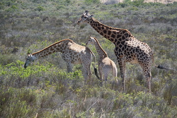 Giraffe Family