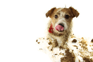 FUNNY DIRTY DOG. JACK RUSSELL LINKING WITH TONGUE AFTER PLAY IN A MUD PUDDLE. ISOLATED ON WHITE...