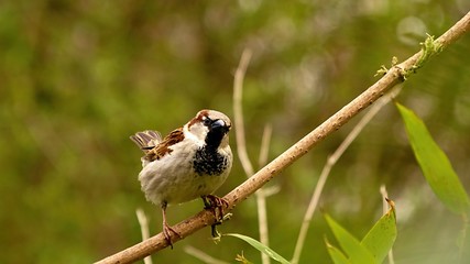 sparrow