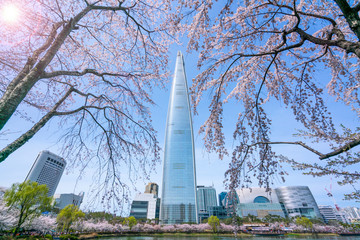 Seokchon Lake Cherry Blossom.