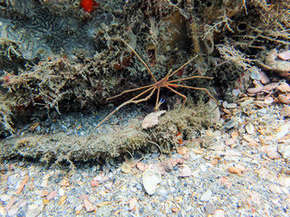 Stenorhynchus seticornis, the yellowline arrow crab, sitting on rocks on the ocean floor.