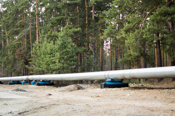 Construction of the pipeline along the coniferous forest.