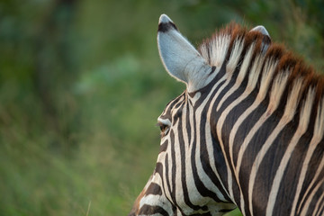 Zebra in the grass with early morning glow.