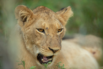 Lion pride in the light of late afternoon