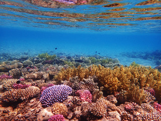 coral reef in egypt