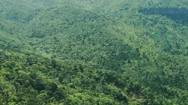 Some rare white-tailed birds flying circles in a tropical national park