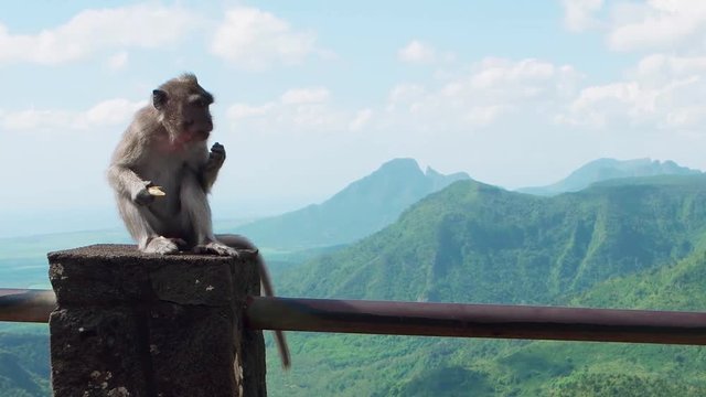 A cynomolgus monkey eats an orange in front of a beautiful view