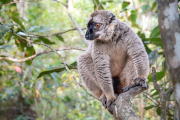 The common brown lemur - Eulemur fulvus .in its natural environment in Madagascar