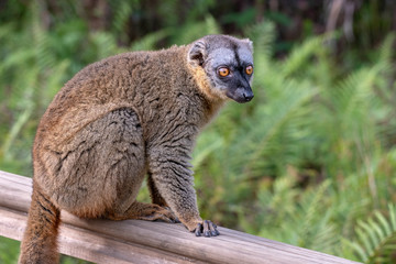 The common brown lemur - Eulemur fulvus .in its natural environment in Madagascar