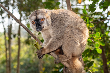 The common brown lemur - Eulemur fulvus .in its natural environment in Madagascar