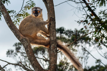 The common brown lemur - Eulemur fulvus .in its natural environment in Madagascar