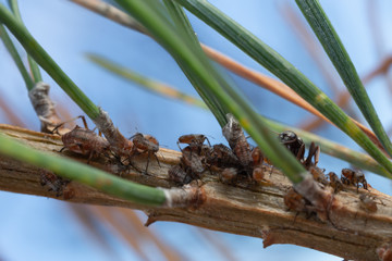 Aphids and black ant on pine twig