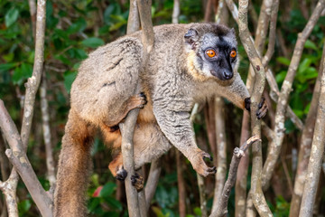The common brown lemur - Eulemur fulvus .in its natural environment in Madagascar