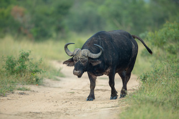 Obraz premium Large buffalo bull after a fight with an injury to his eye.