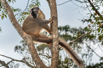 The common brown lemur - Eulemur fulvus .in its natural environment in Madagascar