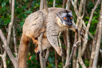 The common brown lemur - Eulemur fulvus .in its natural environment in Madagascar