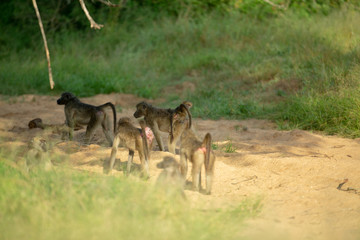 Troop of baboons relaxing in the early morning sun shine