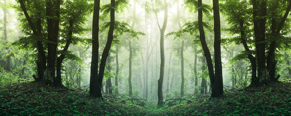 high resolution forest panorama, sunny green woods landscape