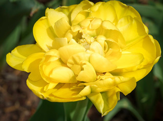 Obraz premium Yellow Parrot Tulip
