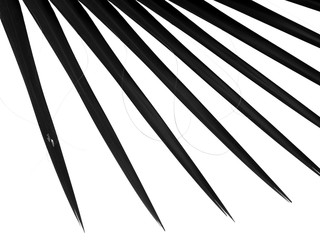 silhouette palm leaf on white background